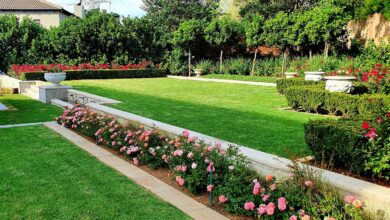 Alice Coetzee - 14-01-2022-gardening-roses photo 1 (Medium)