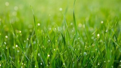 ElanaWagner-31-01-2022-Home-RoluxLawn.1 (Medium)