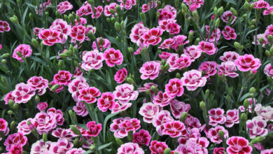 AliceCoetzee-04-02-2022-gardening- we're planting photo 1