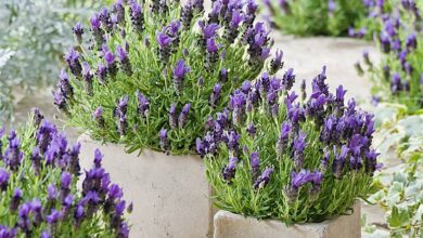 AliceCoetzee-18-02-2022-gardening-herbs-photo1 (Medium)