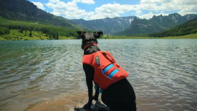 ElanaWagner-04-02-2022-Pets-DogLifeJacket.1 (Medium)