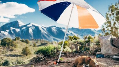 ElanaWagner-18-02-2022-Pets-Sunscreen.2 (Medium)