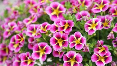 Alice Coetzee - 01- 04-2022 - gardening - we're planting photo 1 (Medium)