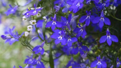 Alice Coetzee -04-03-2022-gardening- we're planting photo 1 (Medium)