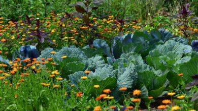 AliceCoetzee- 18-03-2022-gardening- grow your own photo 1 (Medium)