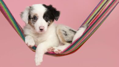 Cute border collie puppy lying down in a colorful hammock looking at the camera on a pink background