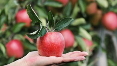 ElanaWagner-08-07-2022-Health-Apple.2