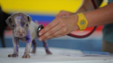 ElanaWagner-19-10-2022-Pets-Parvo.1