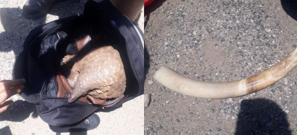 Zimbabweans arrested at border with an elephant tusk and pangolin | Review