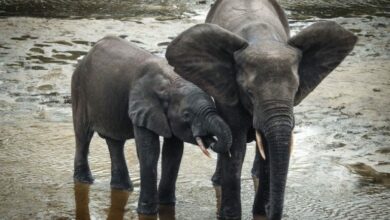 CAFRICA-ENVIRONMENT-ANIMAL