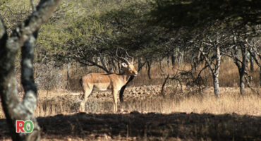 An antelope in the bush.