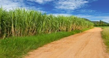 A wide, sunlit dirt road running alongside a tall, lush field of sugarcane under a bright blue sky with white clouds.