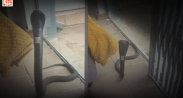 Massive rinkhals visits house in Bloemfontein 1