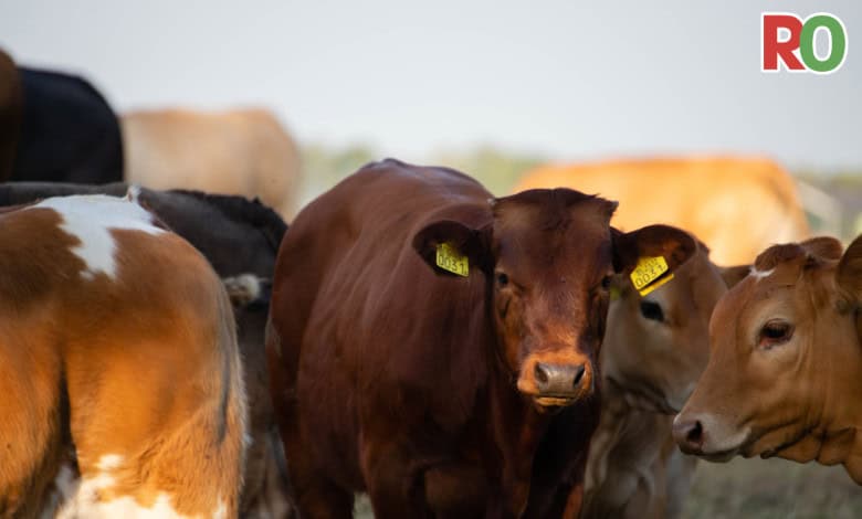 DA demands action over Limpopo FMD vaccination record failures