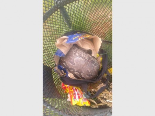 The dead snake found in a trash can in Albert's Farm. Photo supplied.