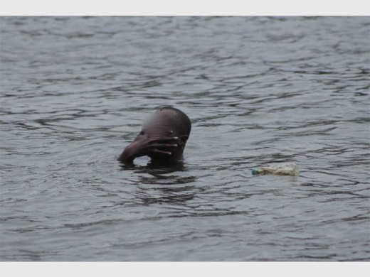 The suspect treads water in the Westdene Dam. Photo Westdene Johannesburg CROW Facebook