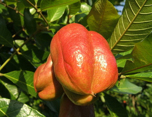 AAAMYfruit0208 -photo1