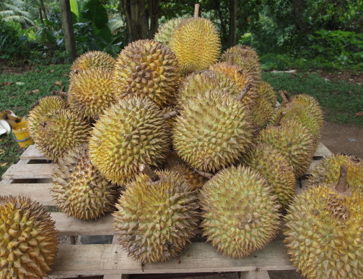AAAMYfruit0208 - photo3