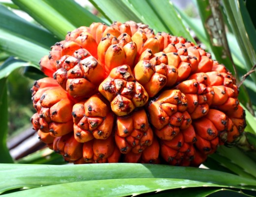 AAAMYfruit0208 - photo4 (Medium)