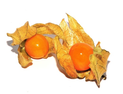 AAAMYfruit0208 - photo5 (Medium)