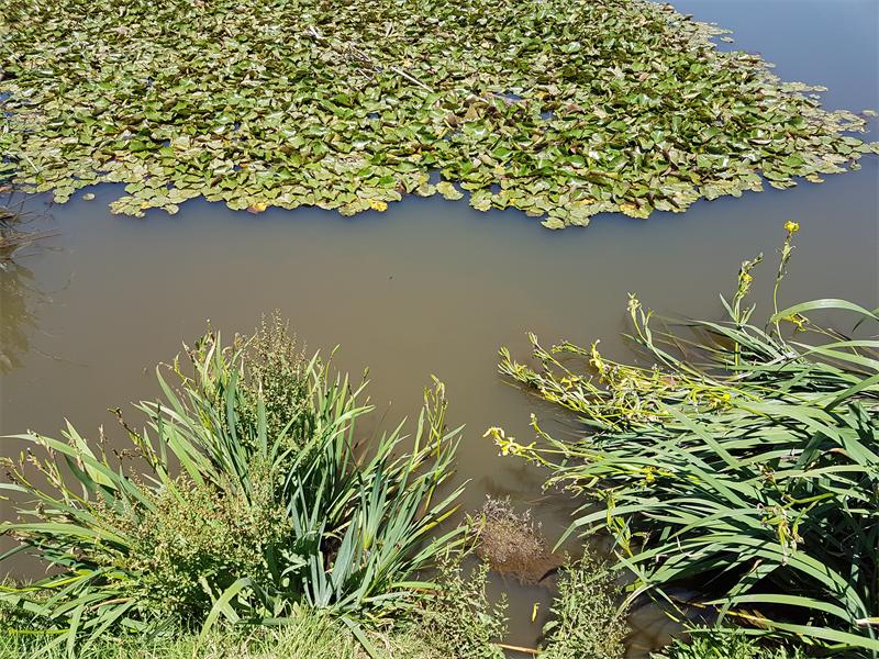 Water hyacinth spreads through the dam.