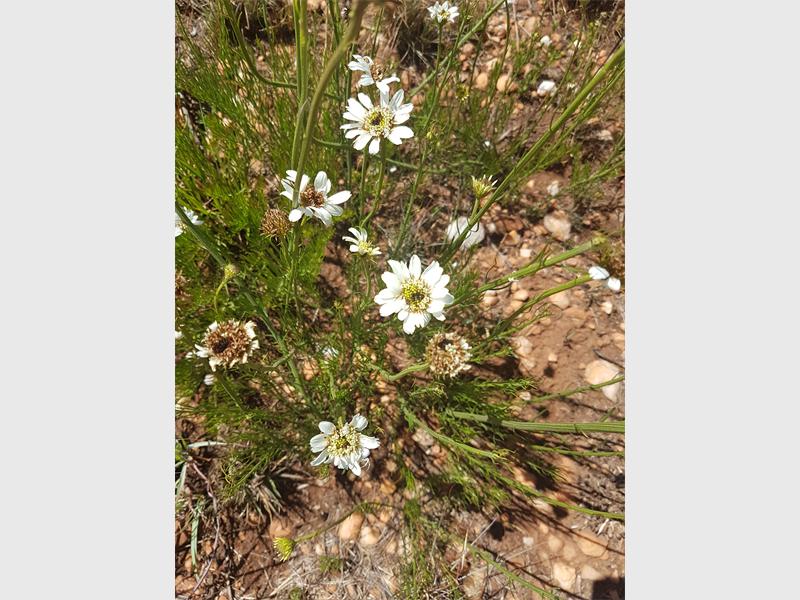Callilepsis leptophylla, commonly known as the ox eye daisy because of the big brown disc flowers, which resemble the soft dewy eyes of oxen.