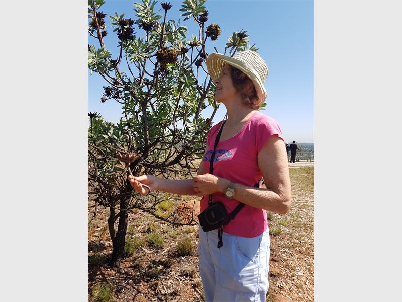 Wendy Carstens holds a protea flowerhead.