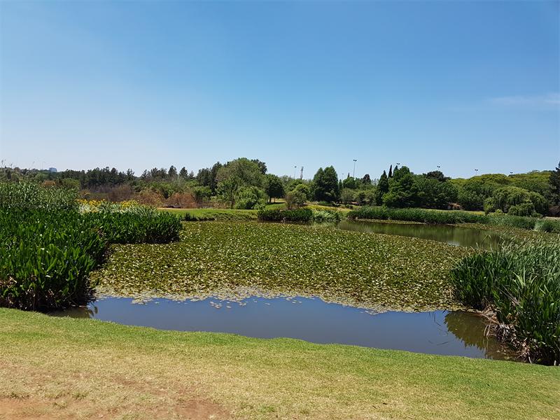 Water hyacinth will progressively be removed from Emarentia dam.