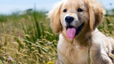 AndreiPettravel_46445_tn