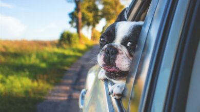 ElanaWagner-10-12-2021-Pets-DogRoadTrip.1 (Medium)