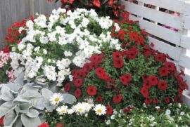 Alice Coetzee - 27-01-2023 0 gardening- white garden photo5 (Medium)
