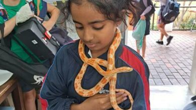 Kristin Kata learning about snakes.
