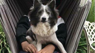 Benji is a much loved pet of the Femane family.