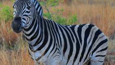 A zebra in the bush.