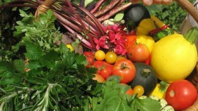 Vegetables grown by Jane Griffiths.