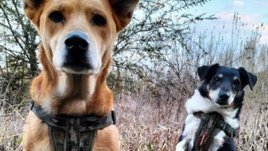 Tracey Joy Christie says: Sheldon and Mackey are best friends who were adopted from Dogtown South Africa and now help fundraise for animals in need.