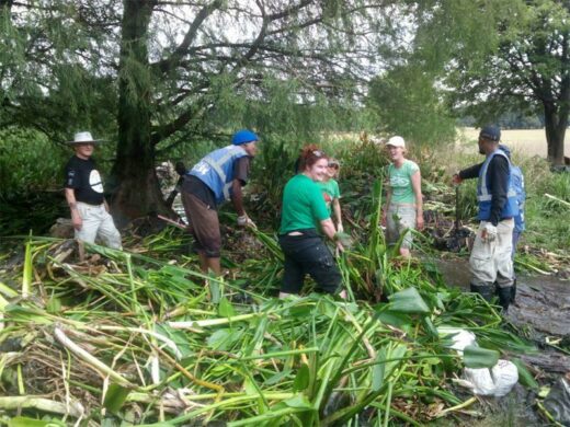Volunteers clear alien vegetation from a local park.