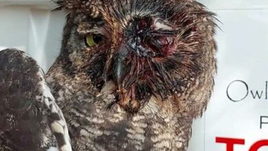 A spotted eagle owl with trich on the day of admission.