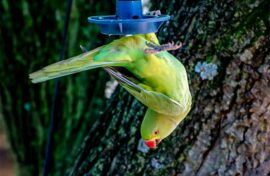 a rose-ringed parakeet in Mike Brownes garden.