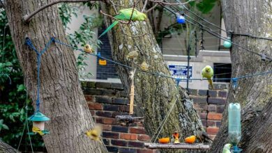 rose-ringed parakeets in Mike Brownes garden.