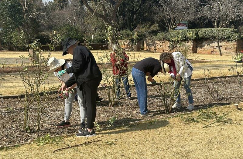 Volunteers prune rose bushes at the Johannesburg Botanical Gardens.