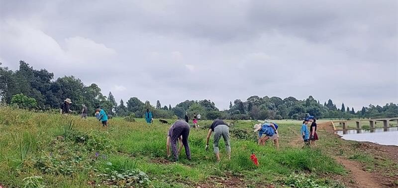 The community came together over three weekends to clear the dam of weeds.
