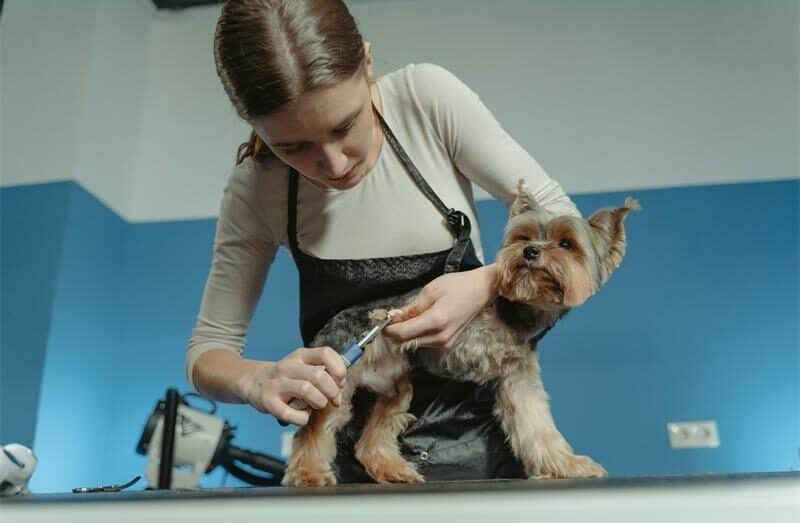 A thorough reference check is essential when choosing a pet groomer, so you can ensure that your pet is in good hands.
