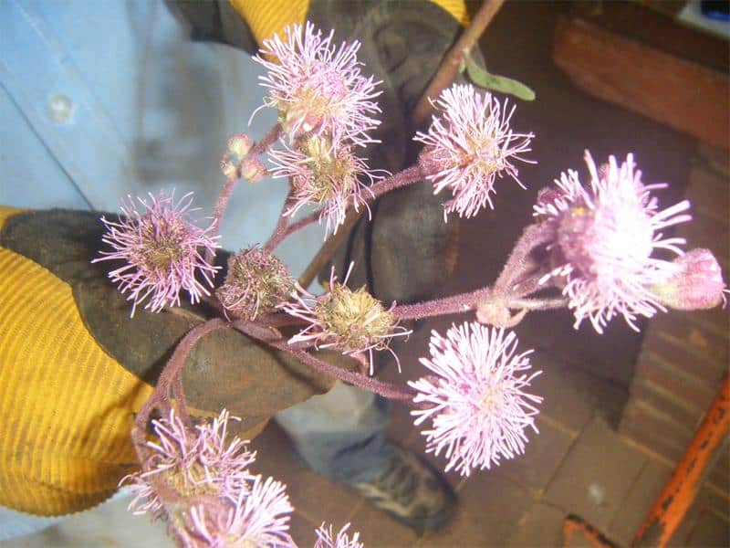 The beautiful, yet destructive, pink PomPom weed is invading the Melville Koppies grasslands, threatening local ecosystems and livestock farmers.