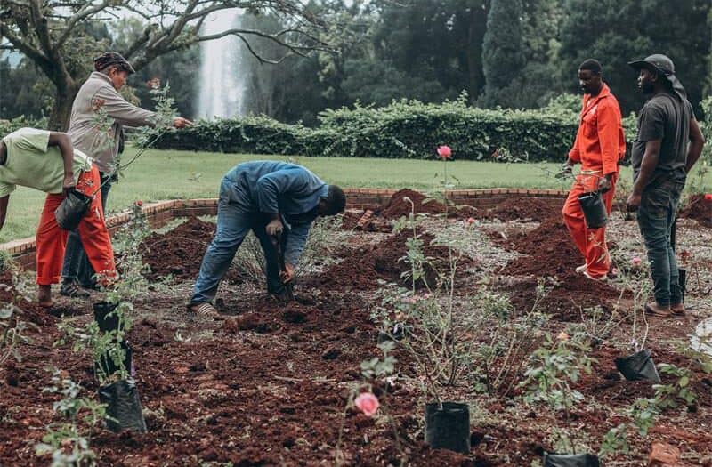 The Gold Reef Rose Society and Ludwig's Roses Egoli recently planted 160 donated roses into the rose garden at the Johannesburg Botanical Gardens, working to bring back to beauty of the garden, one rose at a time.