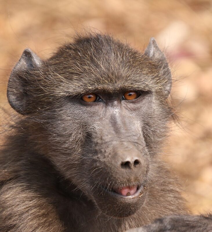 Authorities are still trying to capture the baboon that has been calling Northcliff home for the past six days.