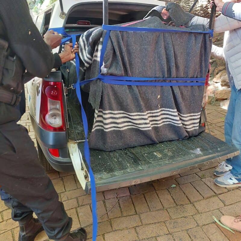 The baboon has been safely captured thanks to the efforts of residents and wildlife rescue teams.