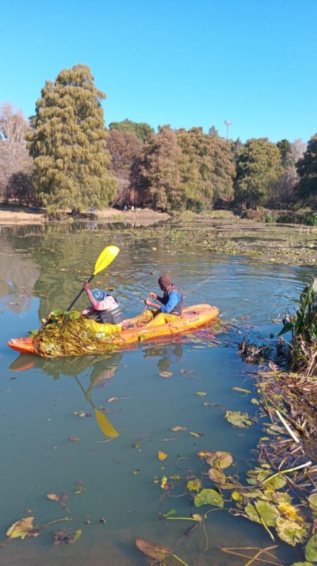 The major work is done and the dam is open, but teams continue efforts to clear water lilies.