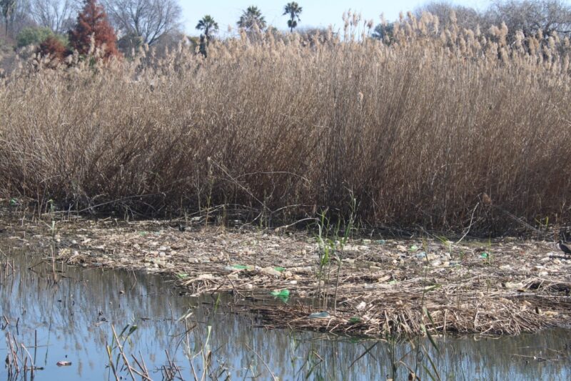 David Dumakude delivers his take on the state of the Westdene Dam as litter and waste continue to pollute the body of water.