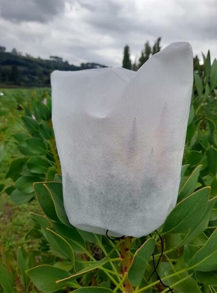 After intense work by South African gardeners, including a handful from Brixton, the team managed to win an award at the prestigious Chelsea Flower Show, the world's greatest flower show.